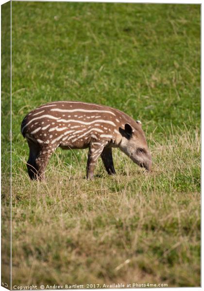 A Baby Tapir Canvas Print by Andrew Bartlett