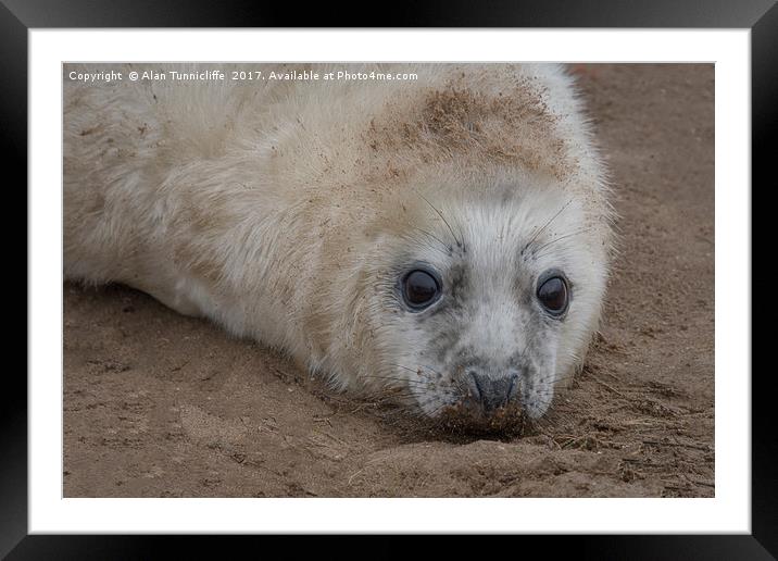 grey seal pup Framed Mounted Print by Alan Tunnicliffe