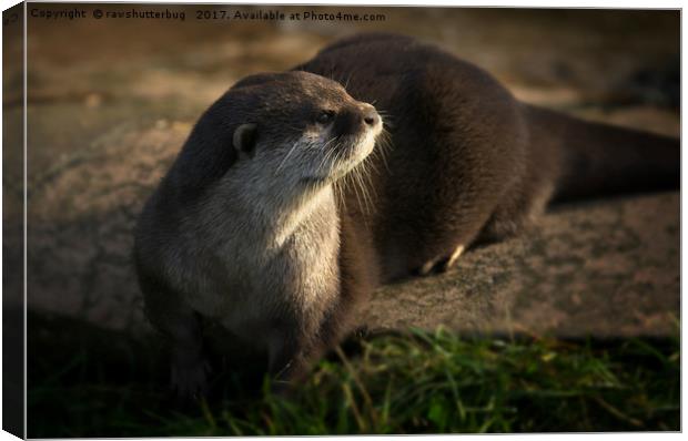Otter Looking Into The Sunshine Canvas Print by rawshutterbug 