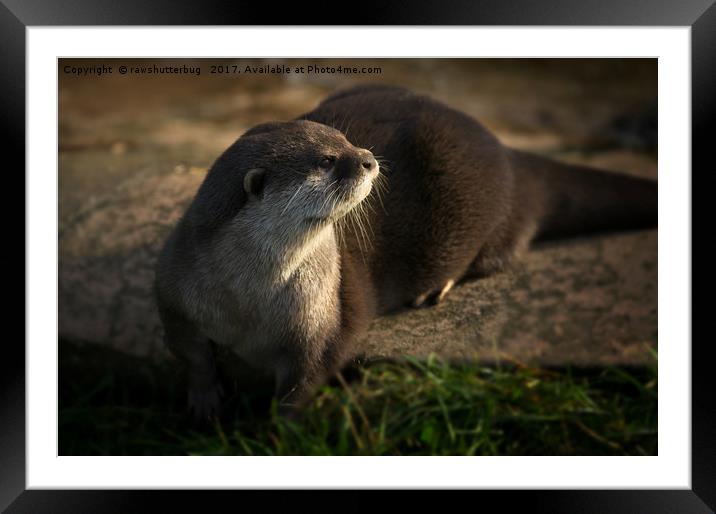 Otter Looking Into The Sunshine Framed Mounted Print by rawshutterbug 