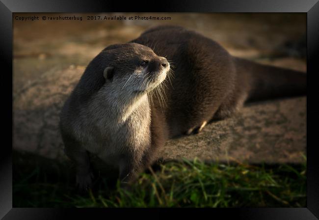 Otter Looking Into The Sunshine Framed Print by rawshutterbug 