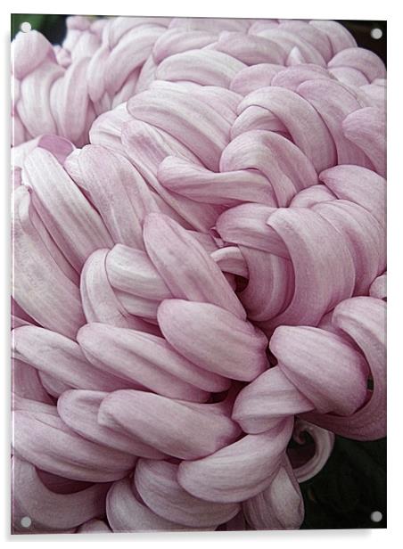 Pink Chrysanthemum Acrylic by Nicola Hawkes