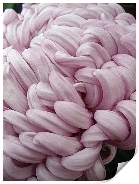 Pink Chrysanthemum Print by Nicola Hawkes