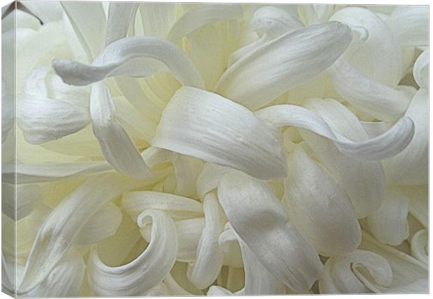 White Chrysanthemum Canvas Print by Nicola Hawkes
