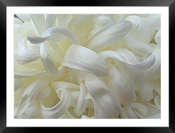 White Chrysanthemum Framed Mounted Print by Nicola Hawkes