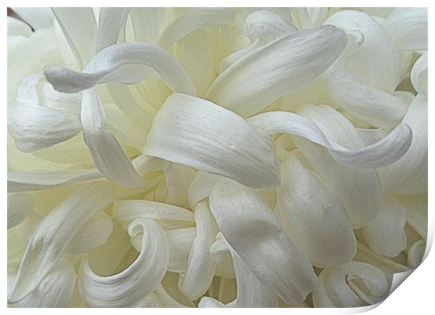 White Chrysanthemum Print by Nicola Hawkes