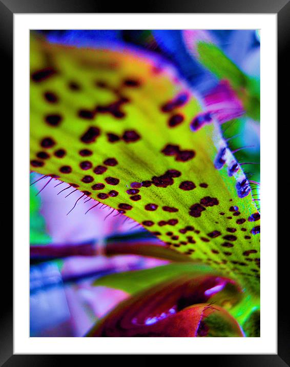 neon orchid Framed Mounted Print by Heather Newton