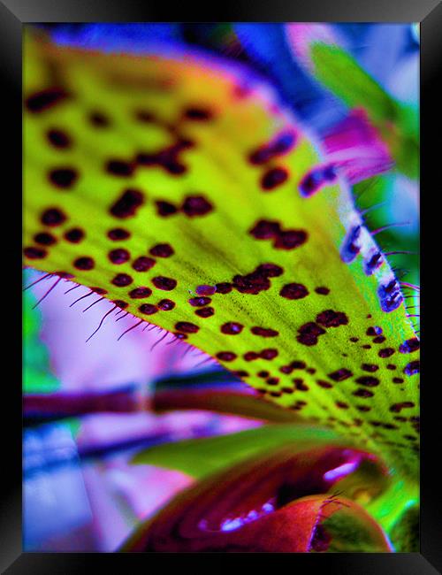 neon orchid Framed Print by Heather Newton
