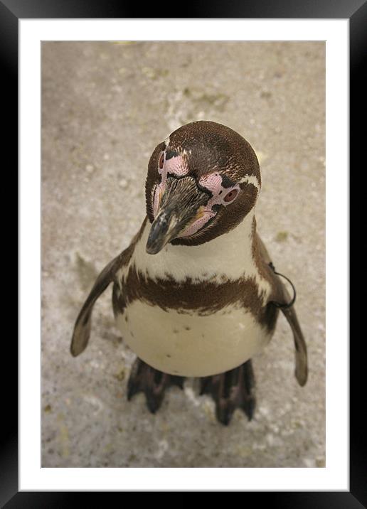 Curious Penguin Framed Mounted Print by Ian Middleton