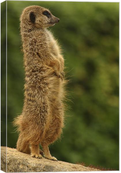 meercat Canvas Print by Ian Middleton