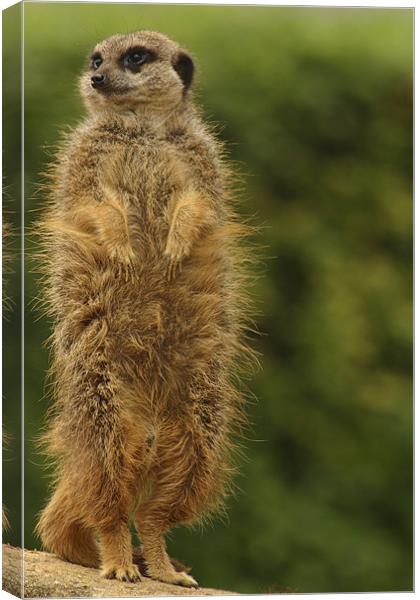 meercat Canvas Print by Ian Middleton