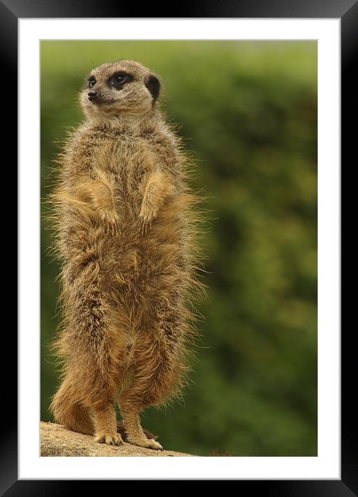 meercat Framed Mounted Print by Ian Middleton