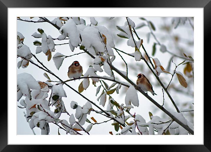 Winter Goldfinches Framed Mounted Print by Donna Collett