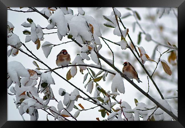 Winter Goldfinches Framed Print by Donna Collett