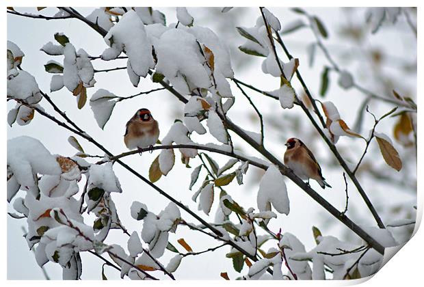 Winter Goldfinches Print by Donna Collett
