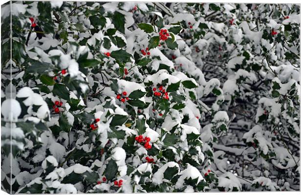 Holly Berries Canvas Print by Donna Collett