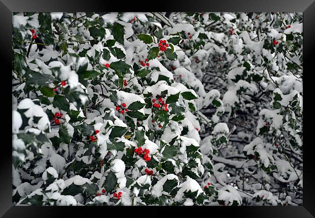 Holly Berries Framed Print by Donna Collett