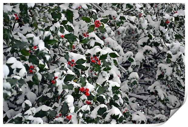 Holly Berries Print by Donna Collett