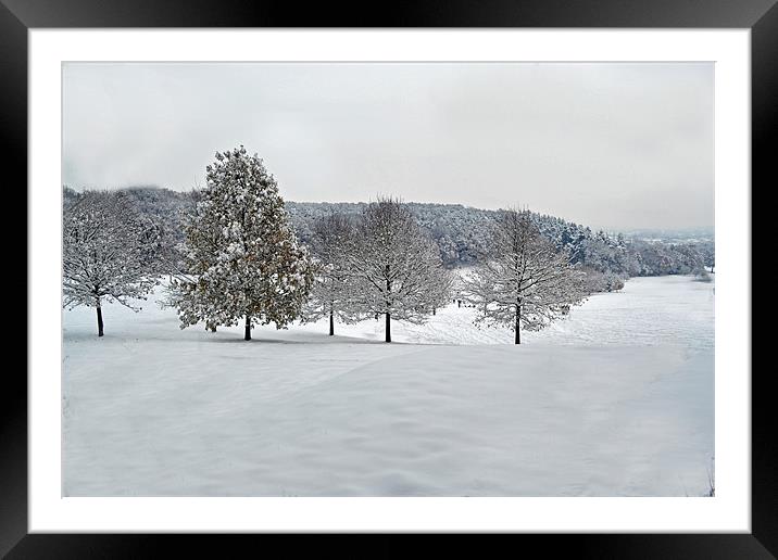 Rosebowl in Winter Framed Mounted Print by Donna Collett