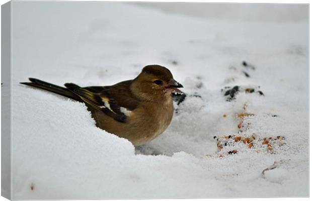 Frosty Chaffinch Canvas Print by Donna Collett