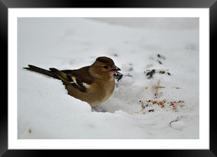 Frosty Chaffinch Framed Mounted Print by Donna Collett