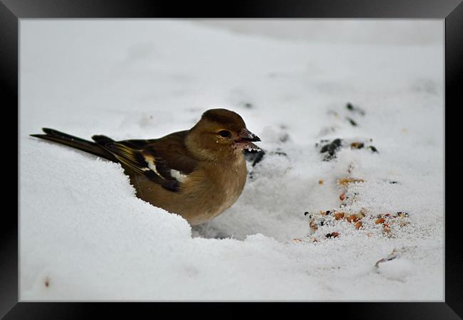 Frosty Chaffinch Framed Print by Donna Collett