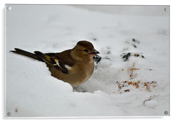 Frosty Chaffinch Acrylic by Donna Collett