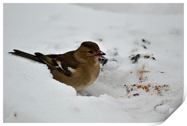 Frosty Chaffinch Print by Donna Collett