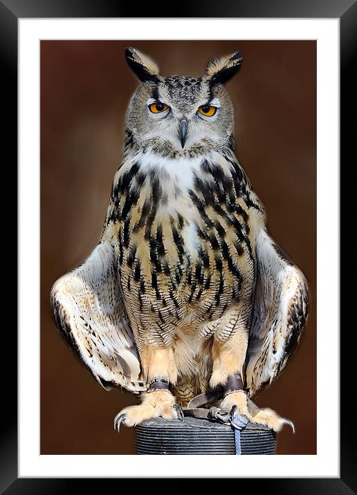 European Eagle Owl Framed Mounted Print by Tony Bates