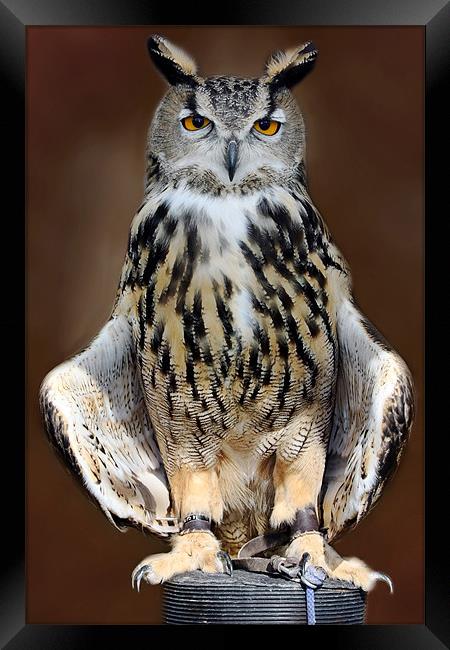 European Eagle Owl Framed Print by Tony Bates