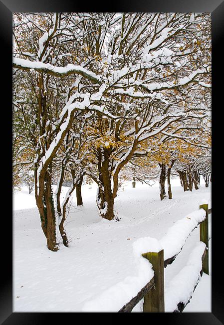 Snowey Branches Framed Print by Eddie Howland