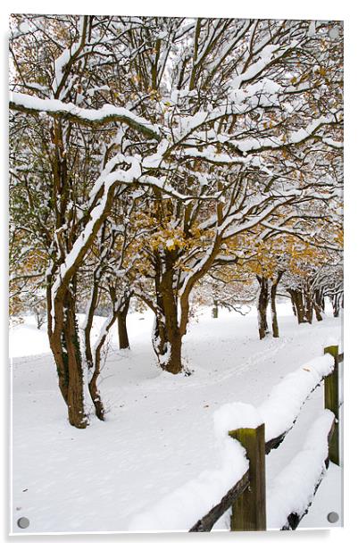 Snowey Branches Acrylic by Eddie Howland