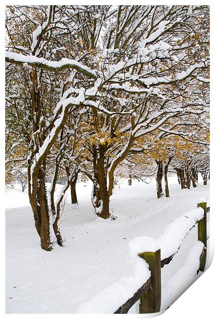 Snowey Branches Print by Eddie Howland