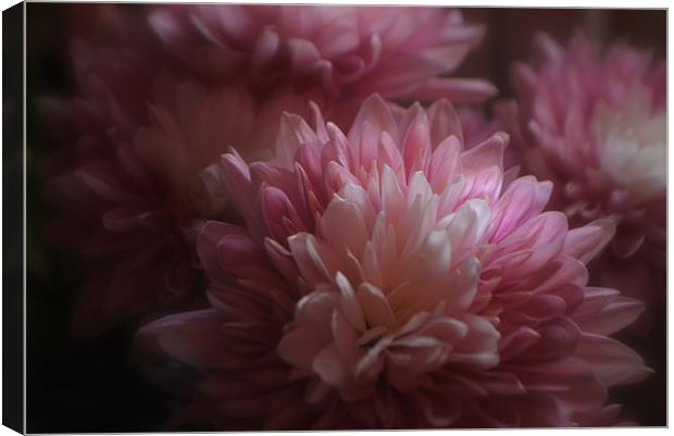 Pink Chrysanths Canvas Print by Karen Martin