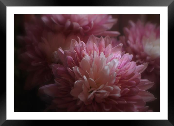 Pink Chrysanths Framed Mounted Print by Karen Martin