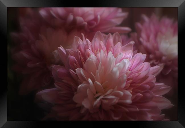 Pink Chrysanths Framed Print by Karen Martin
