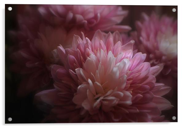 Pink Chrysanths Acrylic by Karen Martin