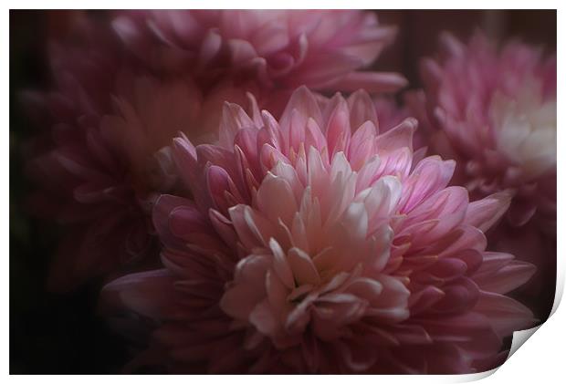 Pink Chrysanths Print by Karen Martin