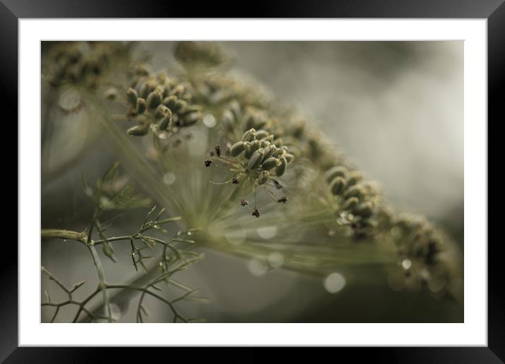 Fennel Framed Mounted Print by David Hill