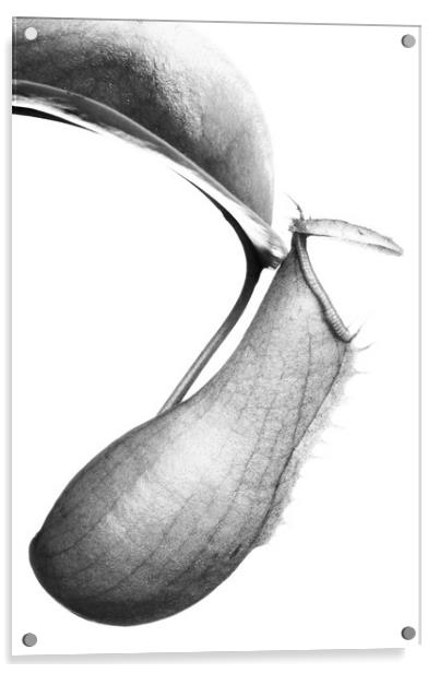 Nepenthes Acrylic by David Hill
