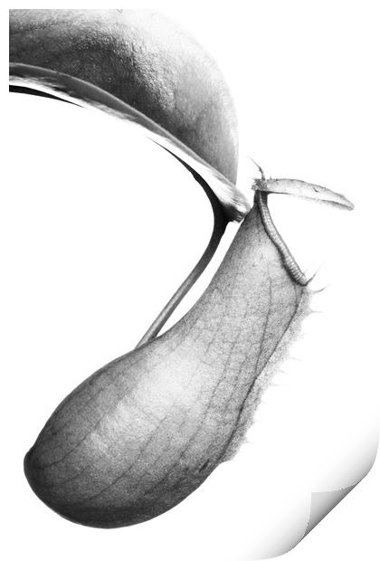 Nepenthes Print by David Hill