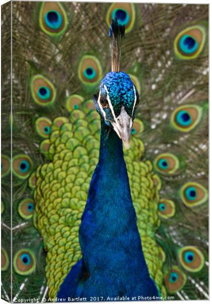 Peacock. Canvas Print by Andrew Bartlett