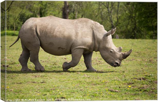 Southern White Rhino Canvas Print by Andrew Bartlett