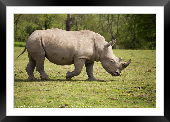 Southern White Rhino Framed Mounted Print by Andrew Bartlett