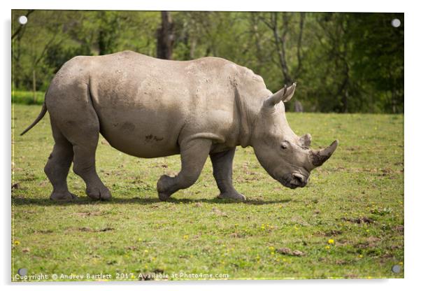 Southern White Rhino Acrylic by Andrew Bartlett