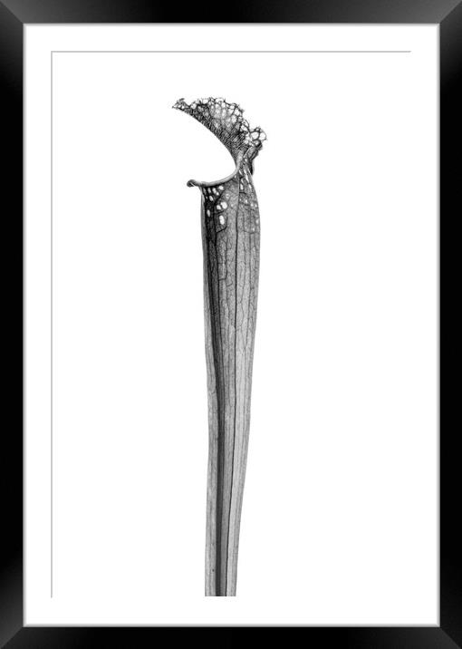 Sarracenia Framed Mounted Print by David Hill