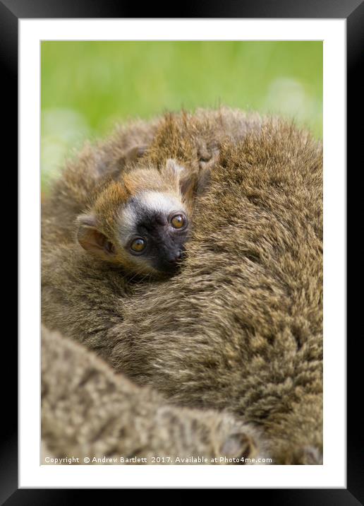 Baby Red Fronted Lemur Framed Mounted Print by Andrew Bartlett
