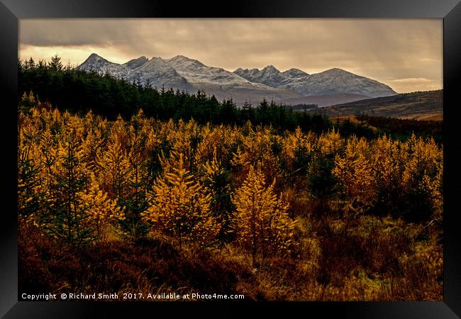 Larch in the Autumn Framed Print by Richard Smith