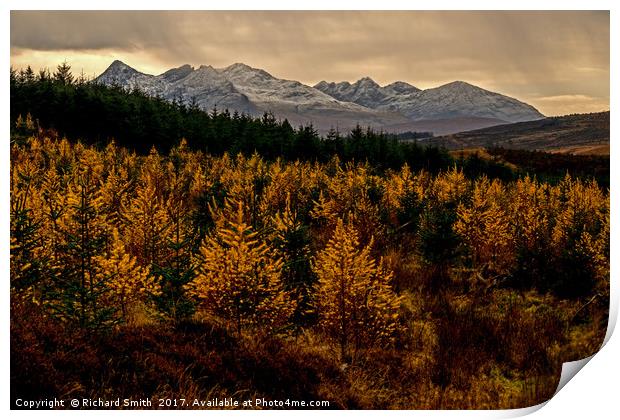 Larch in the Autumn Print by Richard Smith