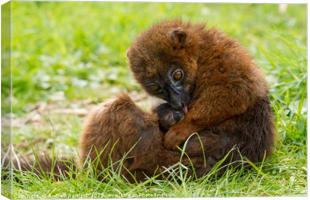 Red Bellied Lemur mother and baby. Canvas Print by Andrew Bartlett